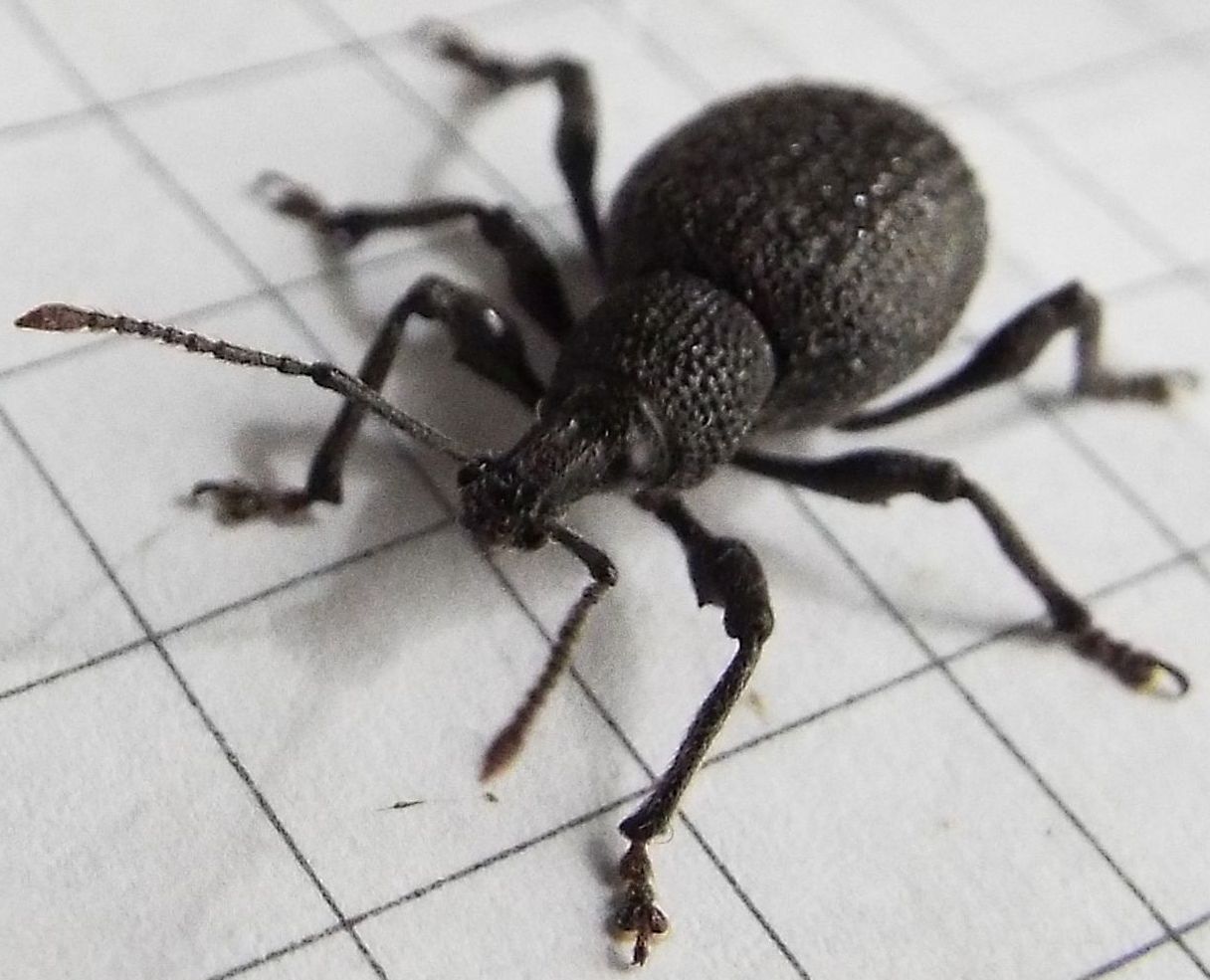 Otiorhynchus armatus - Curculionidae